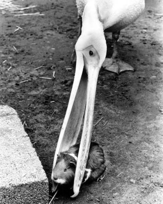 Pelican biting a gerbil