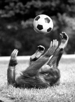 Chimpanzee playing with a soccer ball