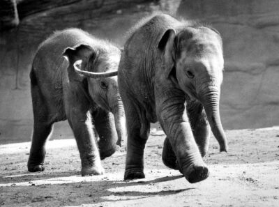 Two elephants in action