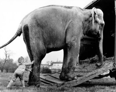 Child pushing an elephant into his wagon