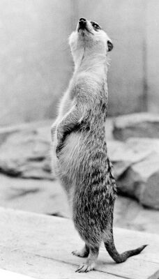 Weasel standing erect