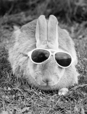 Rabbit with glasses