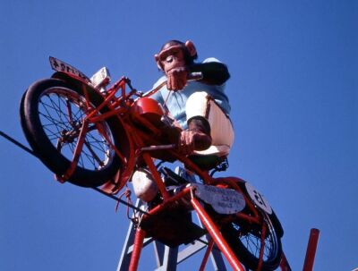 Chimpanzee riding a motorcycle on a tightrope