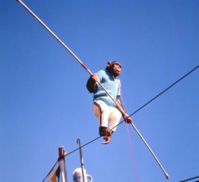 Chimpanzee walking on a tightrope