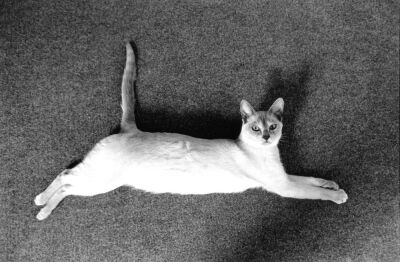 White cat stretching out on a gray carpet