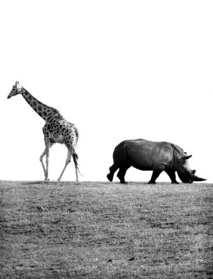 Giraffe and Rhinoceros grazing