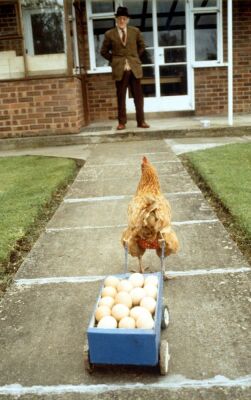 Chicken pulling a cart of eggs