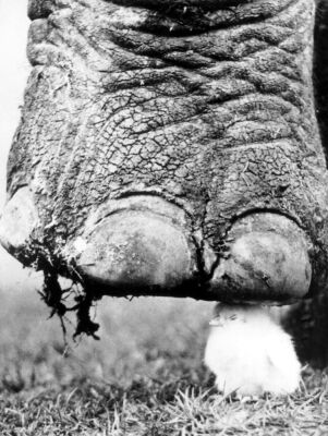 Elephant about to step on a chick