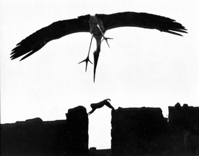 Stork pouncing on a jumping monkey
