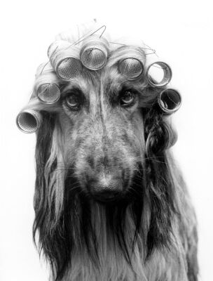 Afghan dog with hair curlers