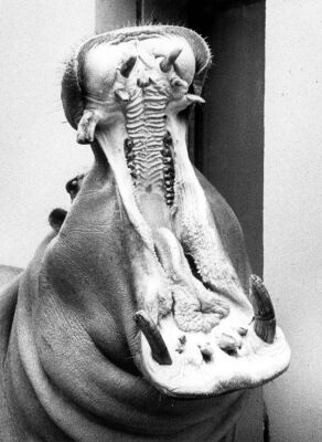 Inside of a hippopotamus' mouth