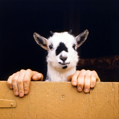 White goat with strange feet