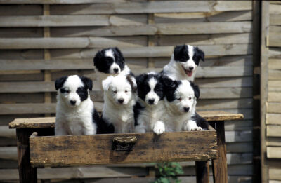 Whelps in a drawer