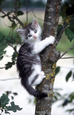 Pussy cat climbing a tree
