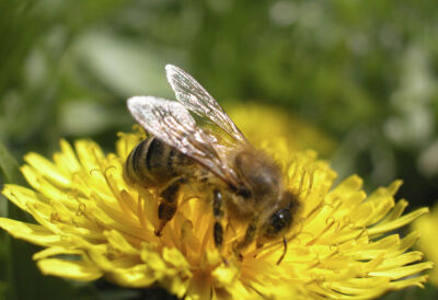A working bee on a buttercup