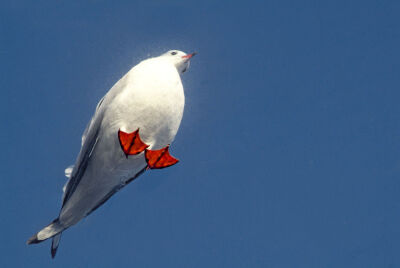Sea gull photographed from below