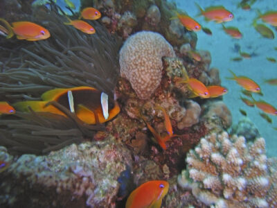 Egypt-Dahab: orange fairy basslet and clownfish