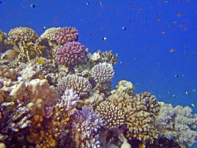 Egypt-Dahab: hard corals