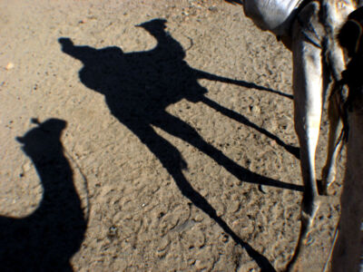Egypt-Dahab: silhouettes of dromedaries - camels