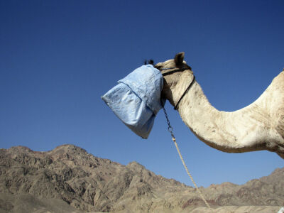 Egypt-Dahab: Camel with a bag pulled over its mouth