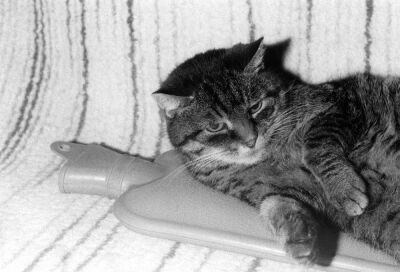 Cat lying on hot-water bottle