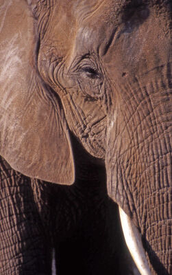 Portrait of elephant