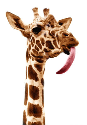 Giraffe with a long tongue