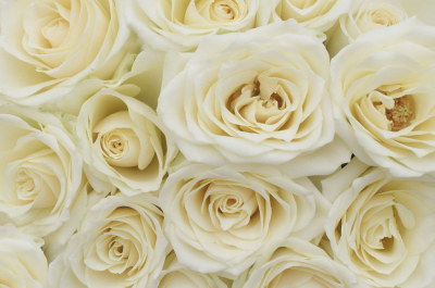 White roses