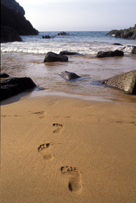 Footprints in the sand of a beach