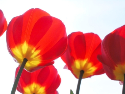 Tulips from the bottom-up