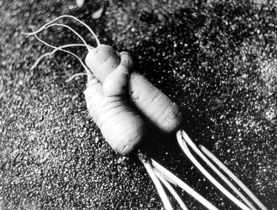 Two carrots hugging themselves