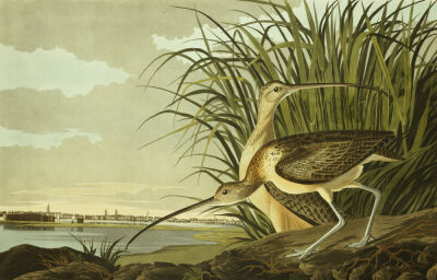 Male And Female Long Billed Curlew with The City Of Charleston Behind