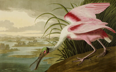 Roseate Spoonbill (Platalea Ajaja). The Birds Of America From Original Drawings