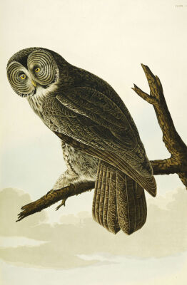 Great Cinereous Owl.'The Birds Of America', From Original Drawings