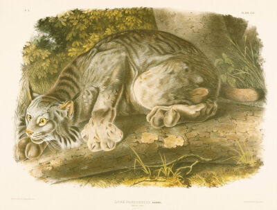 Canada Lynx, A Colored Lithographed Plate From 'The Viviparous Quadrapeds Of North America'