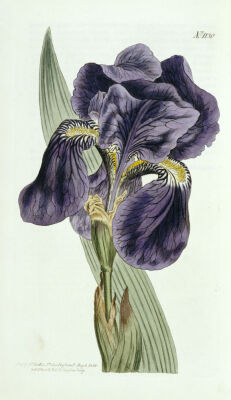 Iris. Illustration From The Botanical Magazine