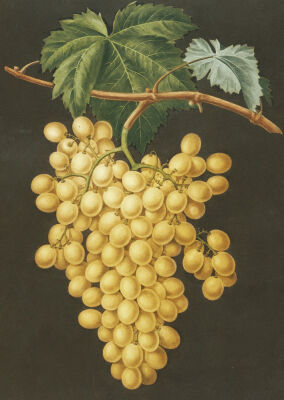 Alexandria Grapes, Aquatint From 'Pomona Britannica', 1812.