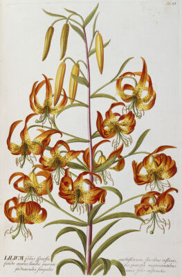 Lilium from 'Plantae Selectae'