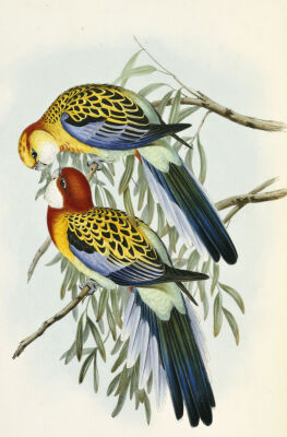 Eastern Rosella, from 'The Birds Of Australia', 1840
