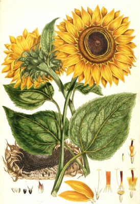 Sunflower from The 'Illustration Of The Sexual System Of Linnaeus', 1777