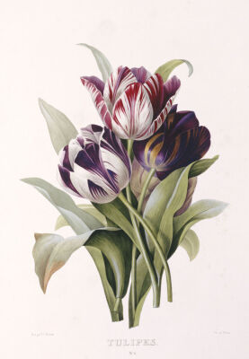 Tulips, from A Fine Series Of Floral Bouquets