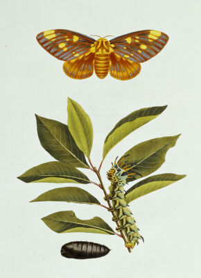 The Natural History Of The Rarer Lepidopterous Insects Of Georgia, 1794