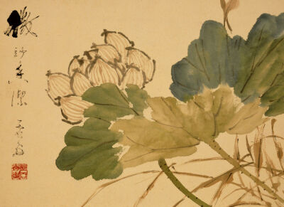 Lotus. A Leaf From An Album Of Various Subjects