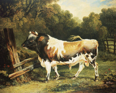 A Bull Of The Alderney Breed