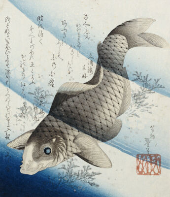 Carp Among Aquatic Leaves