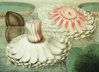 Victoria Regia Or The Great Water Lily Of America, 1854