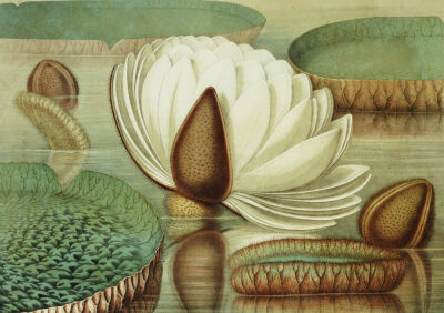Victoria Regia Or The Great Water Lily Of America (Opening Flower), 1854