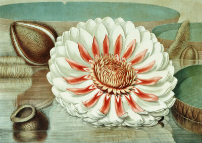 Victoria Regia Or The Great Water Lily Of America, 1854