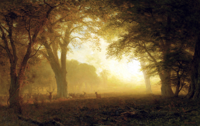 Golden Light Of California