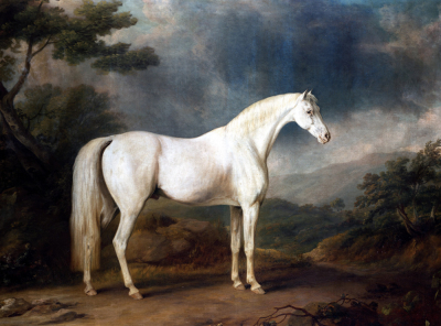 White Horse In A Wooded Landscape